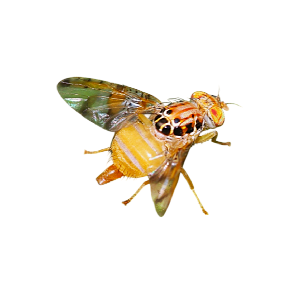 Ceratitis cosyra